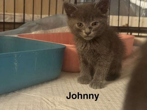 JOHNNY CASH - Russian Blue / Domestic Short Hair available for adoption