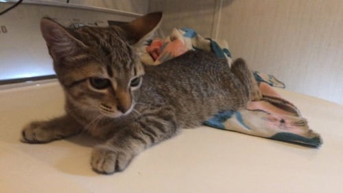 SHORTY - Domestic Short Hair / Calico available for adoption