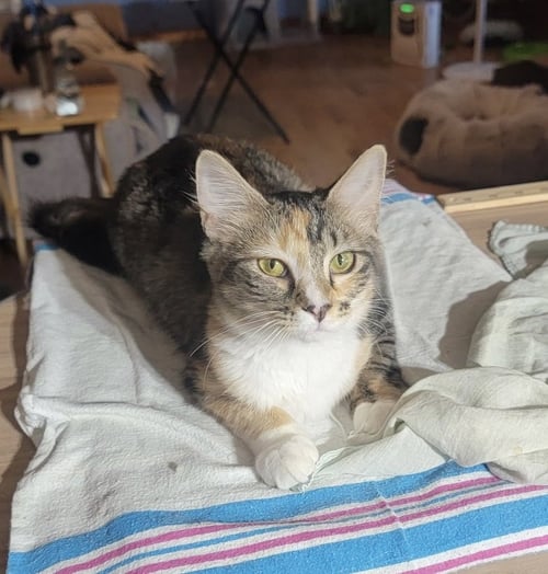 KIT - Calico / Domestic Short Hair available for adoption