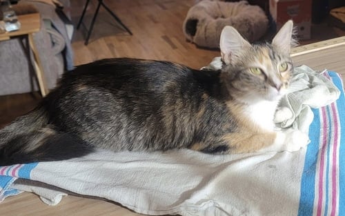 KIT - Calico / Domestic Short Hair available for adoption