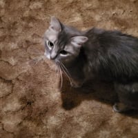 Emmy Lou - Photo 2