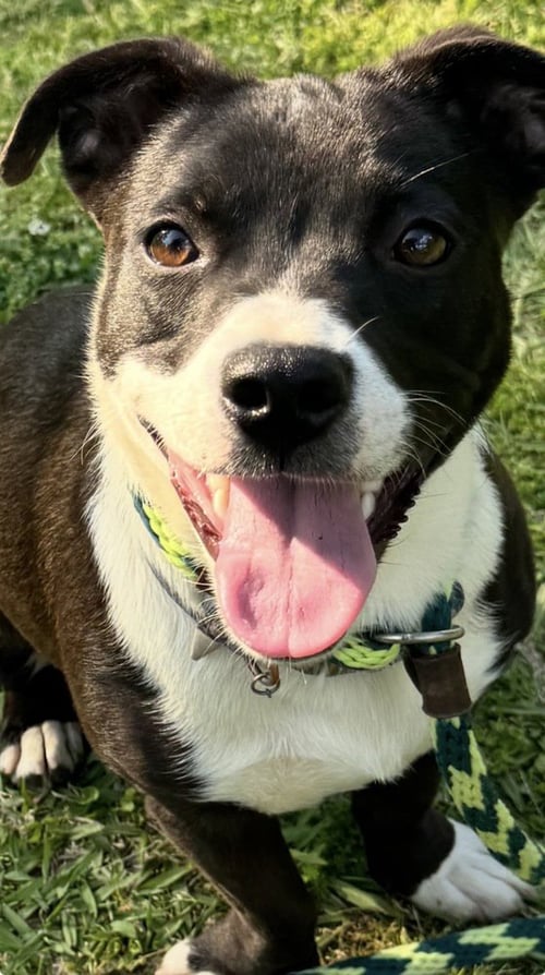 MATTISON - Terrier / Welsh Corgi available for adoption