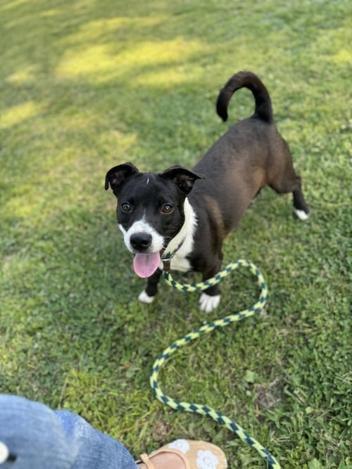 MATTISON - Terrier / Welsh Corgi available for adoption