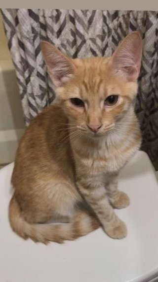 OLIVER - Domestic Short Hair available for adoption