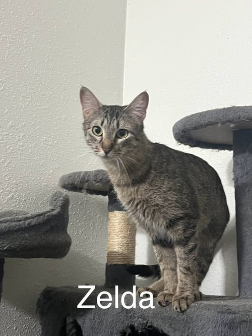 ZELDA - Domestic Short Hair available for adoption
