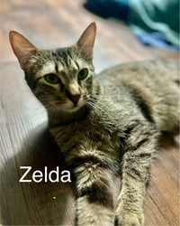 Zelda - Photo 1