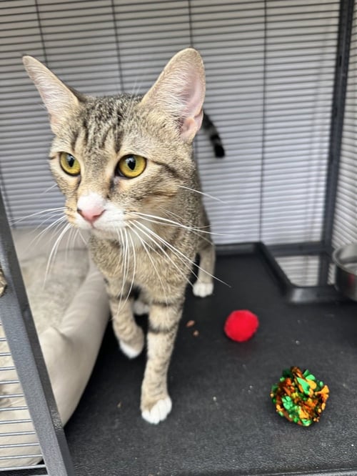 HAZEL- NUT - Domestic Short Hair available for adoption
