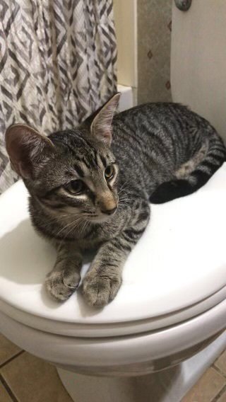 BEAST - Domestic Short Hair available for adoption
