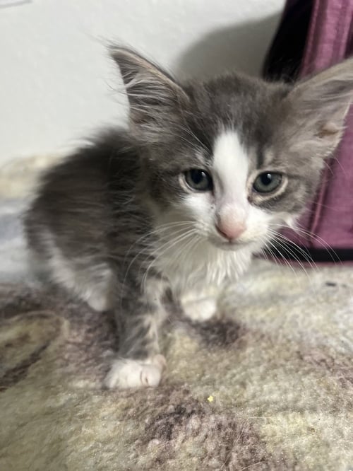 COOKIE - Domestic Medium Hair available for adoption