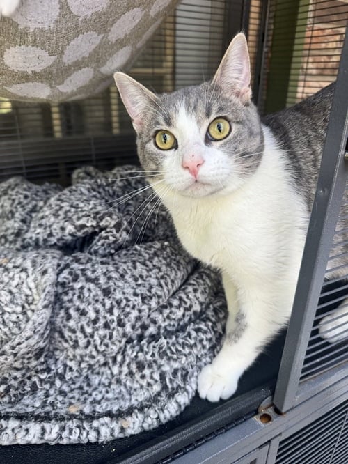 WASABI - Egyptian Mau / Domestic Short Hair available for adoption