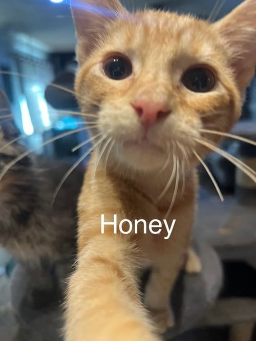 HONEY - Domestic Short Hair available for adoption