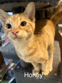 Honey - Photo 2