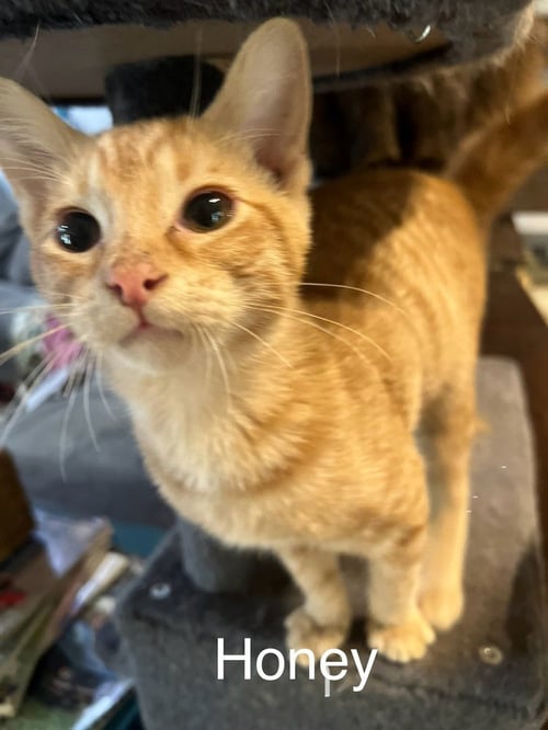 HONEY - Domestic Short Hair available for adoption