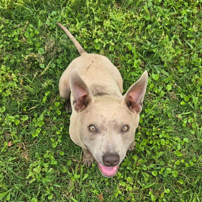 Frankie Image