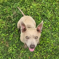 Frankie - Photo 1