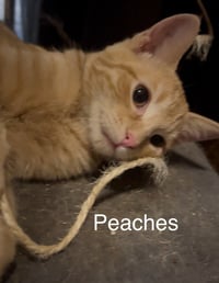 Peaches - Photo 2