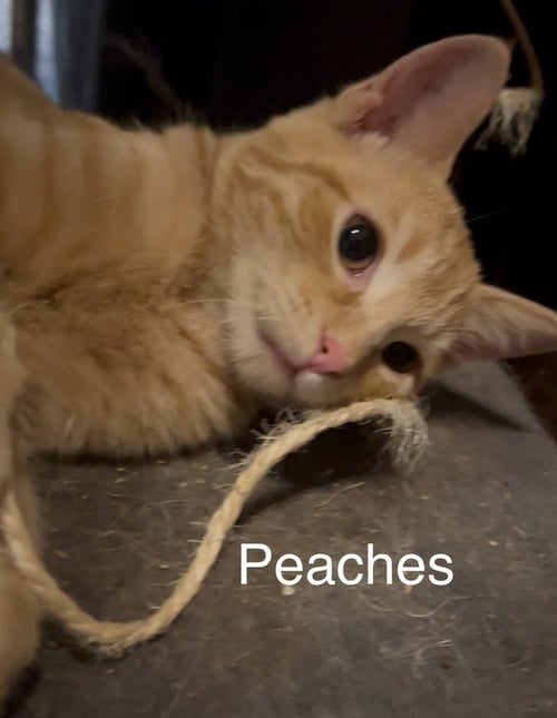 PEACHES - Domestic Short Hair available for adoption