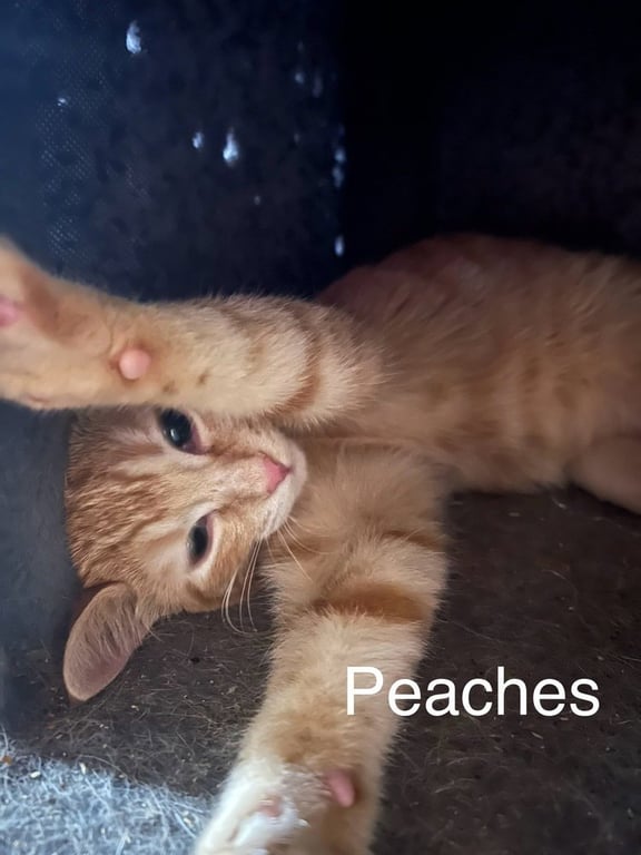 Peaches Image