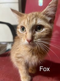Fox - Photo 2