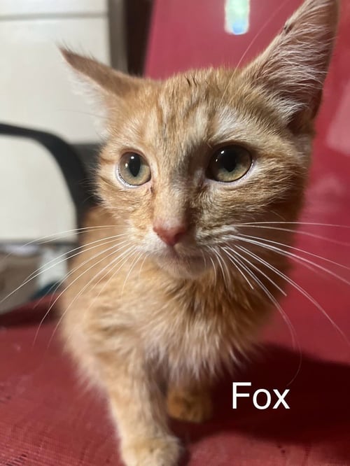 FOX - Domestic Long Hair / Domestic Short Hair available for adoption