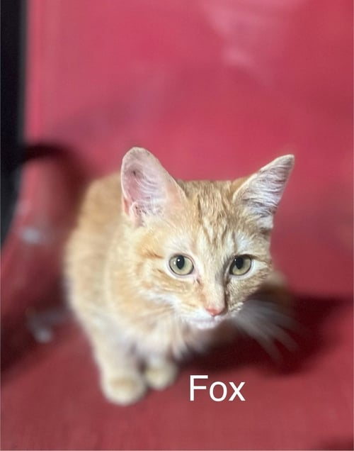FOX - Domestic Long Hair / Domestic Short Hair available for adoption