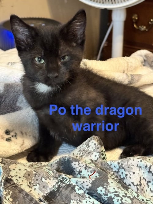 PO - Domestic Short Hair available for adoption