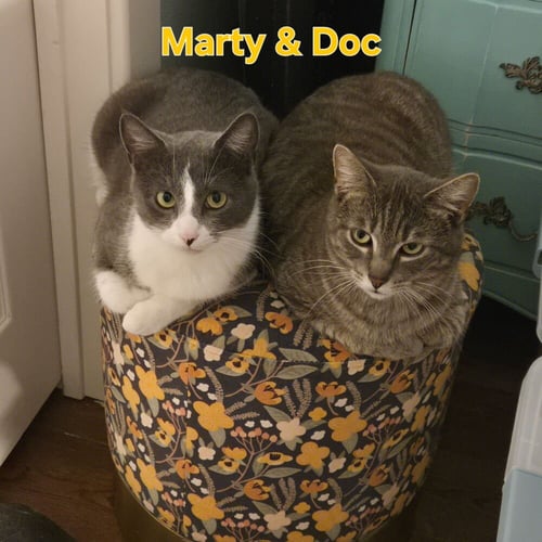 MARTY & DOC (BONDED PAIR) - Domestic Short Hair available for adoption