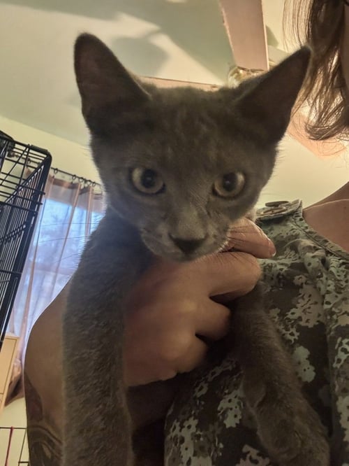 CADENCE - Russian Blue / Domestic Short Hair available for adoption