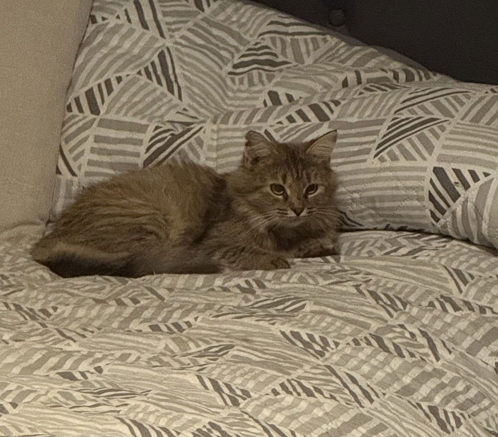 ROSIE - Domestic Long Hair for adoption in Little Rock