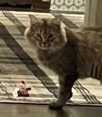 Rosie - Photo 2