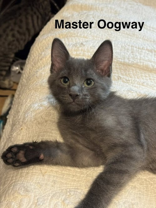 MASTER OOGWAY