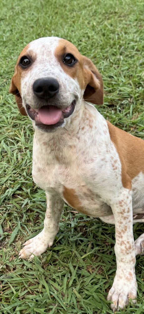 ARLIE - Hound available for adoption