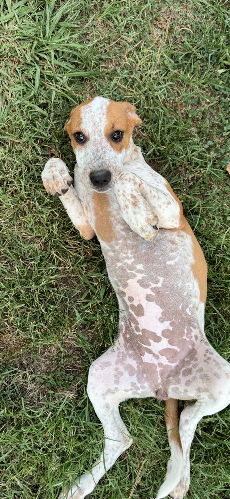 ARLIE - Hound available for adoption