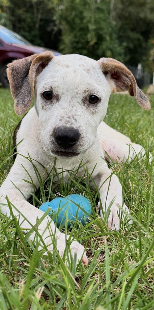 LADY - Hound / Terrier available for adoption