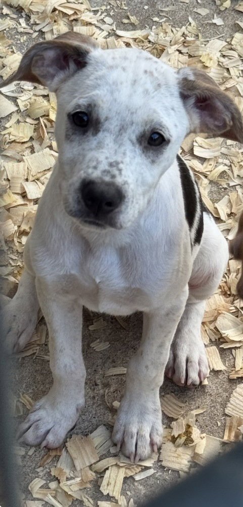 LADY - Hound / Terrier available for adoption