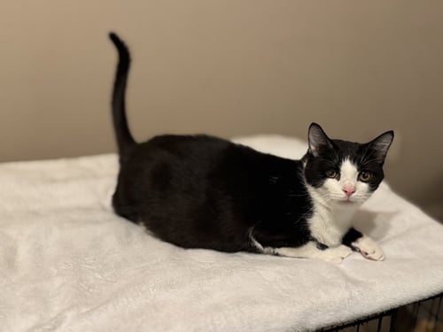 JIMMY - Domestic Short Hair available for adoption