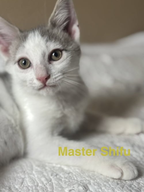 MASTER SHIFU - Domestic Short Hair for adoption in Little Rock