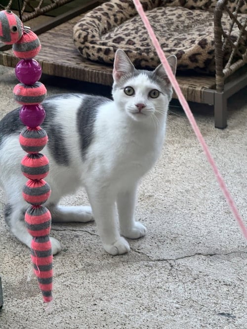 MASTER SHIFU - Domestic Short Hair available for adoption