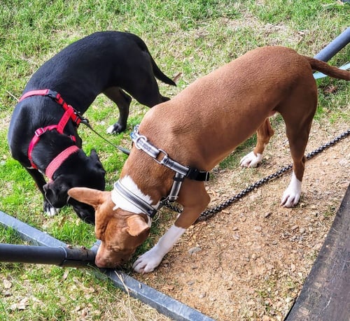 SUGARBEAR - Labrador Retriever / Hound available for adoption