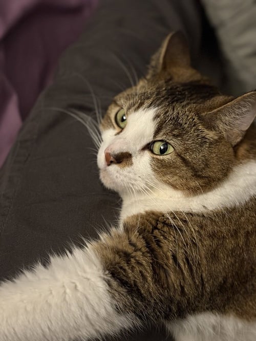 JAMIE - Domestic Short Hair available for adoption