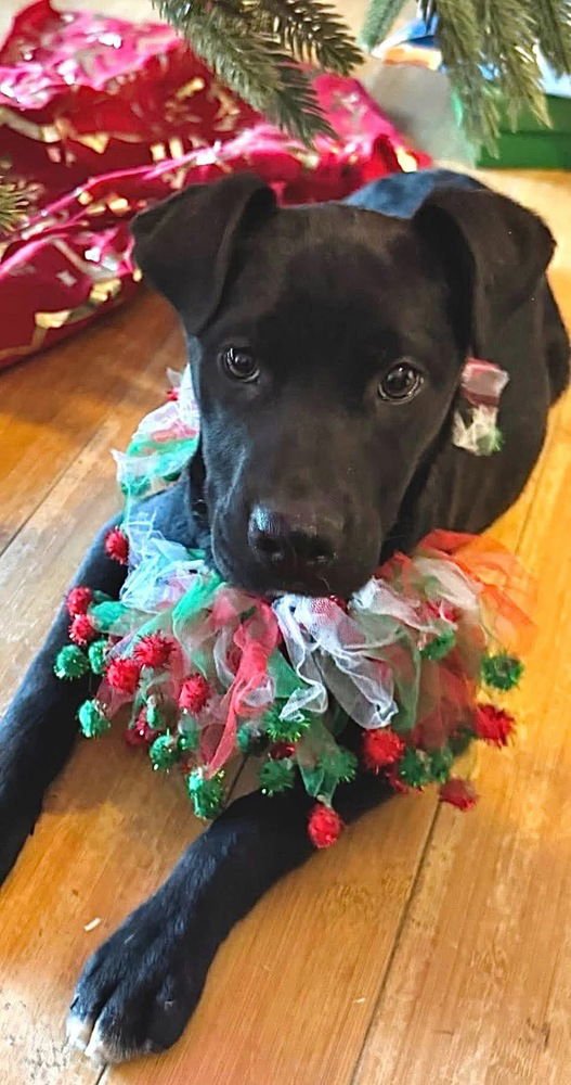 MICKY - German Shepherd Dog / Labrador Retriever available for adoption