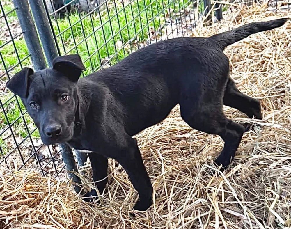 MICKY - German Shepherd Dog / Labrador Retriever available for adoption