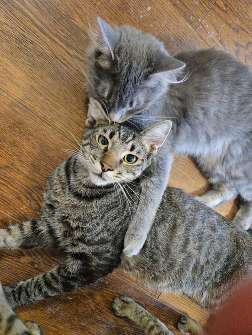 BALLER - Domestic Short Hair available for adoption