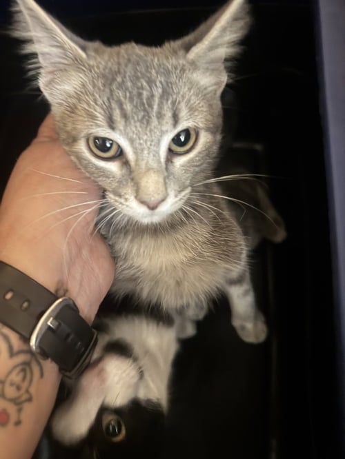 LACEY - Domestic Short Hair available for adoption