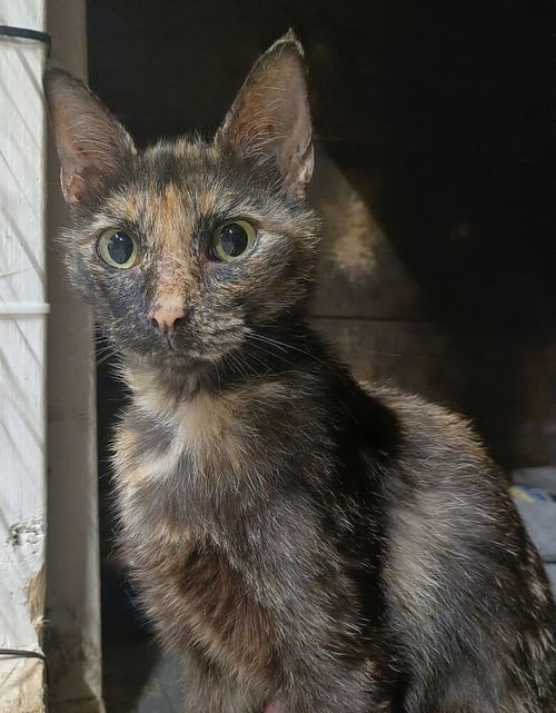 CALICO - Domestic Short Hair available for adoption