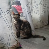 Calico - Photo 2