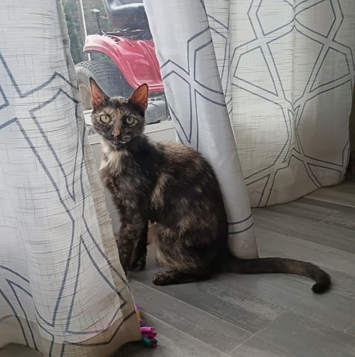 CALICO - Domestic Short Hair available for adoption