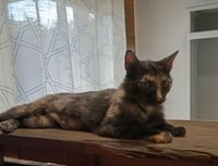 Calico - Photo 3