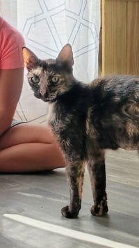 Calico - Photo 4