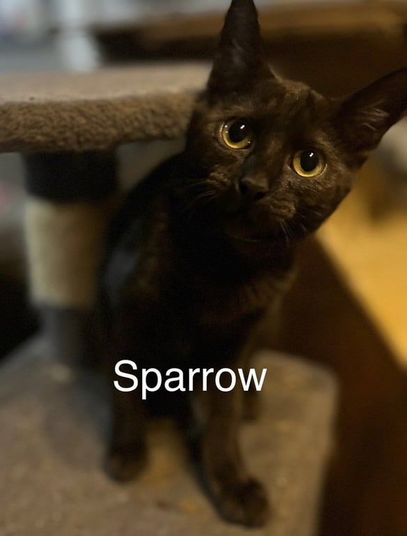 Sparrow Image